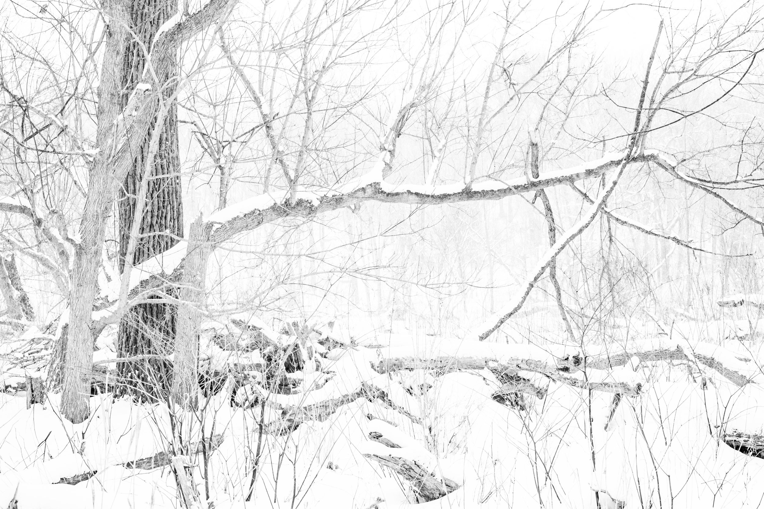 February 2022 - Trees Lines