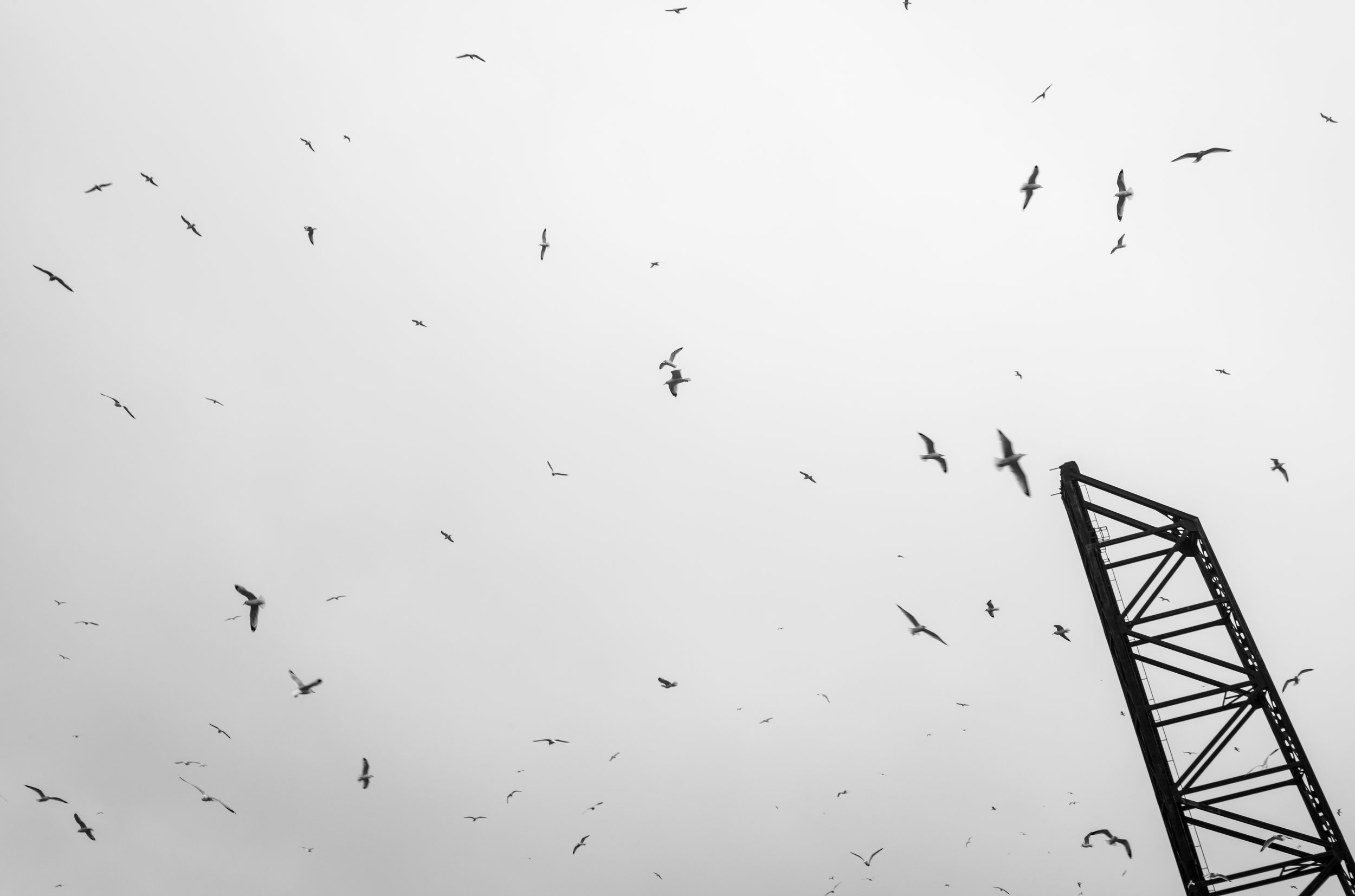 June 2022 - Seagulls & Steel