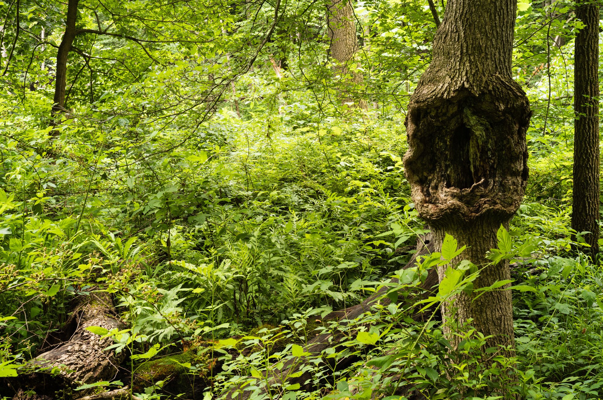 July 2022 - Green Noise