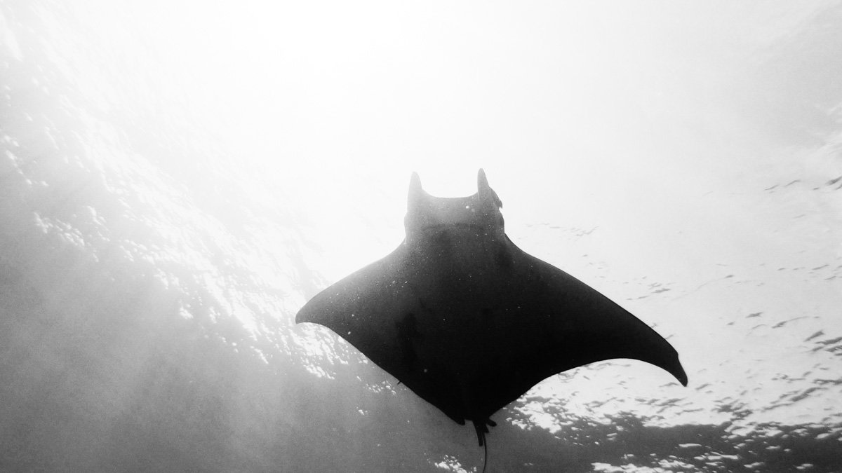 August 2023 - Mobula